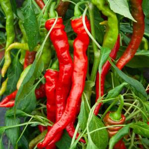 Poivron Doux Long des Landes